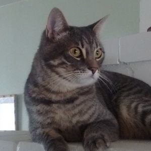 Meet your Posher, Fan